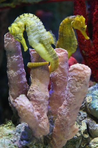 Common seahorse (Hippocampus taeniopterus)