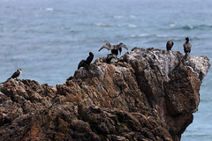 Triple cormorant rock