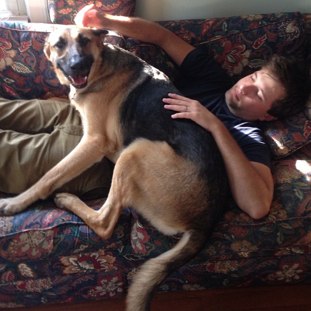 Someone thinks he's a lap dog. #draco #gsd