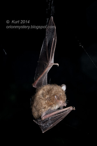 Bat in spider web IMG_6716 copy