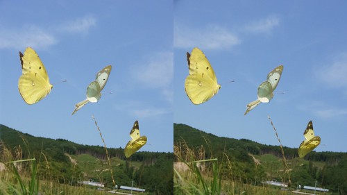Courting flight of Colias erate, stereo parallel view