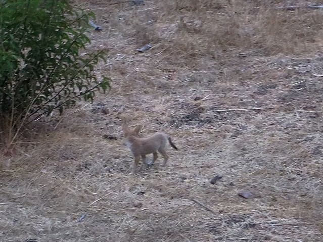 coyote baby