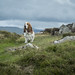Minnie the Mountain Dog, Snowdonia National Park, N. Wales, June 2013