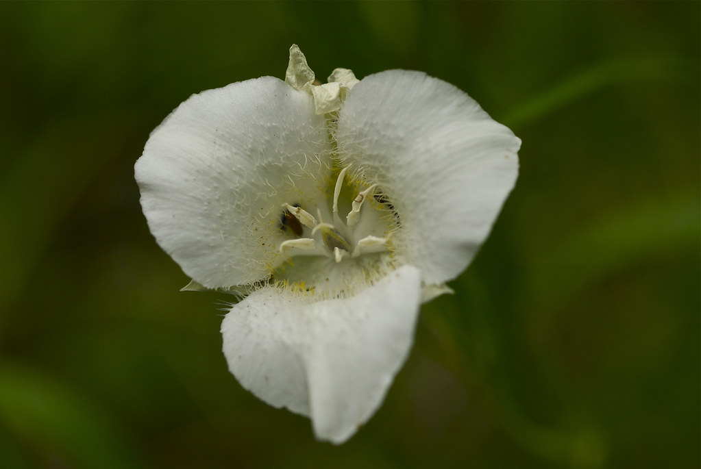 Three-spot Mariposa Lily