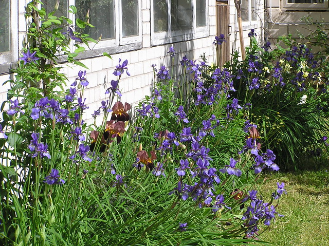 Garden border with blooming irises