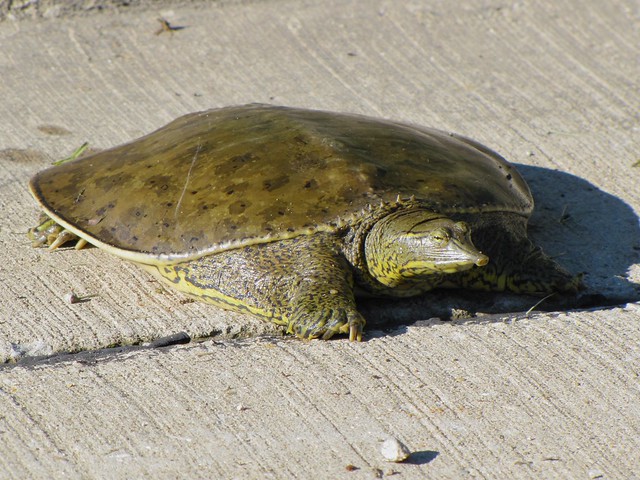 Eastern Softshell Turtle on 06-16-10 in Normal, IL 04