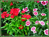 Dianthus spp. and hybrids [Carnation (D. caryophyllus), Pink (D. plumarius and related species), Sweet William (D. barbatus), Chinese/Rainbow Pink (D. chinensis)]