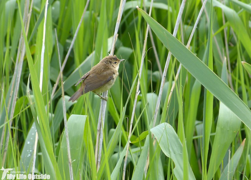 P1130566 - Reed Warbler, RSPB Titchwell