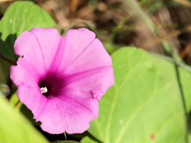 Morning Glory 20130919