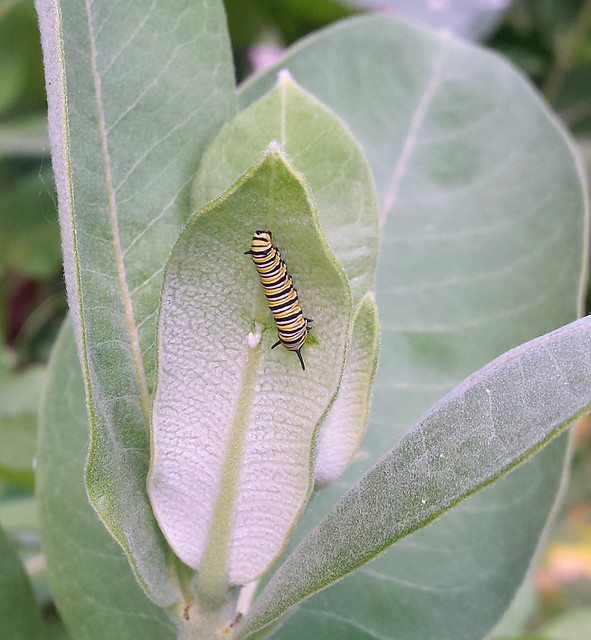 monarch caterpillar on the underside of a milkweed leaf