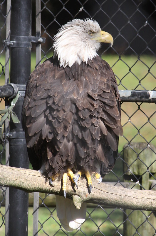 Bald Eagle at Reelfoot Lake