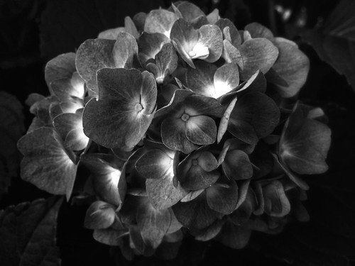Monochrome flower