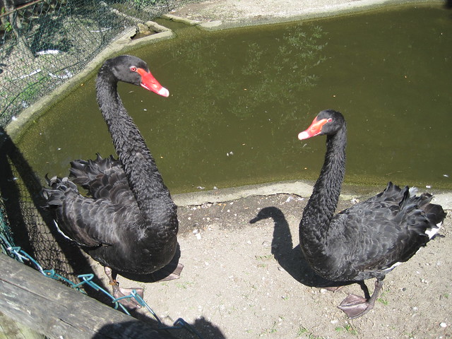 Cisnes Negros en Avifauna Parque Zoológico Ornitológico