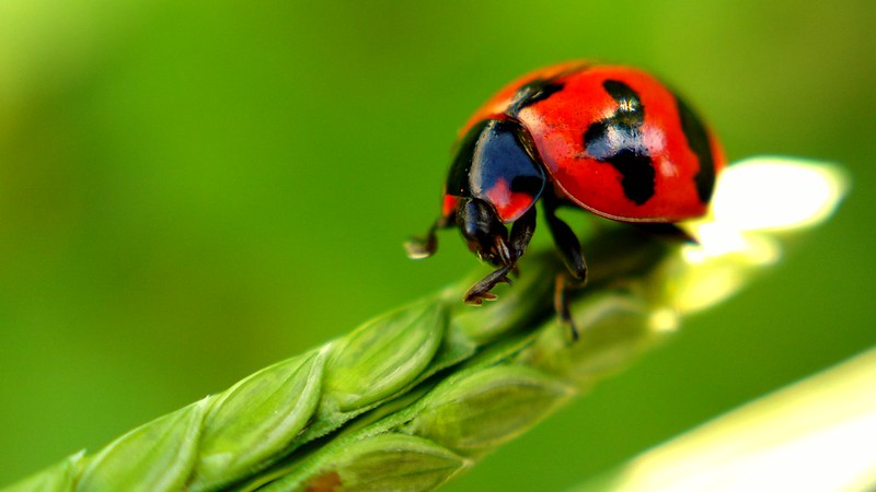 Ladybird by Nokia 808PV