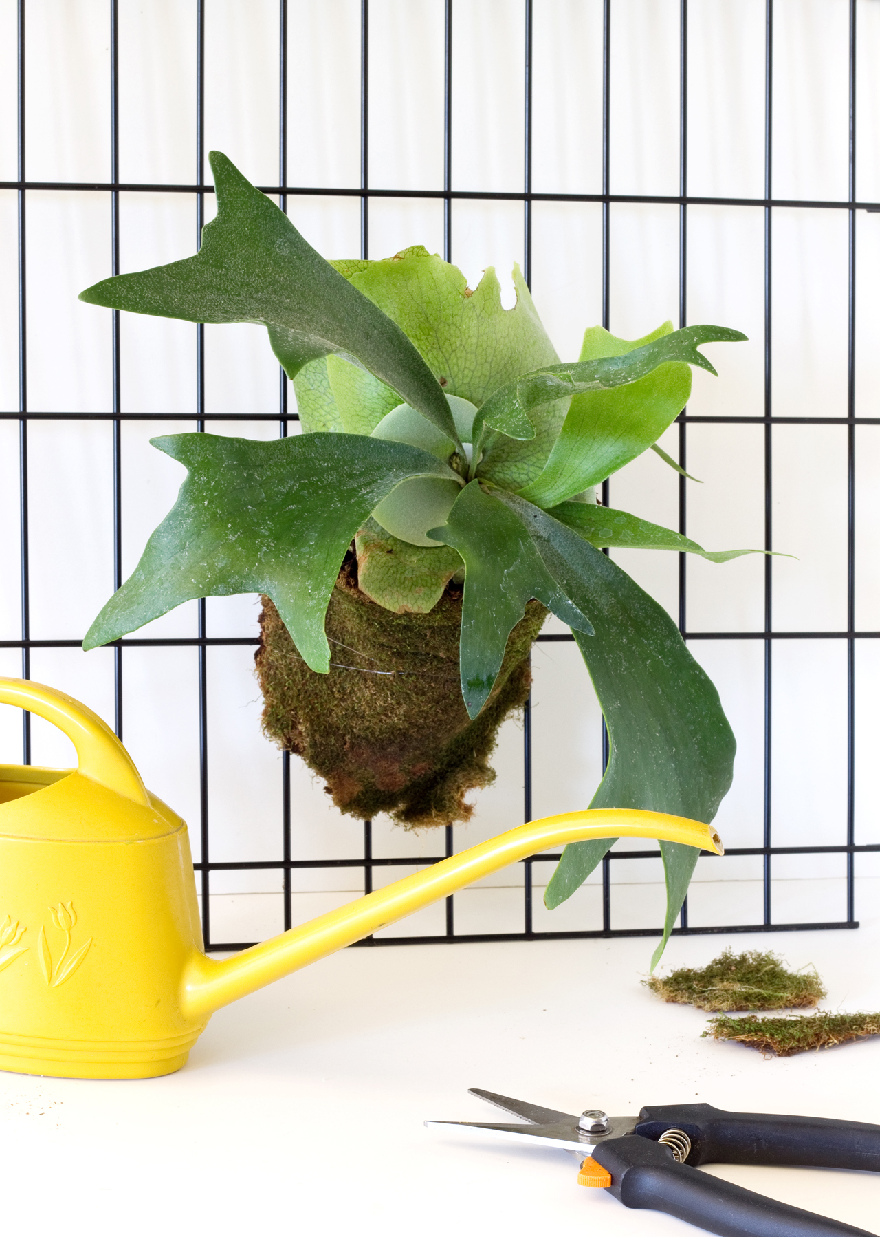 DIY Modern Staghorn Fern | click through for the tutorial and care tips!