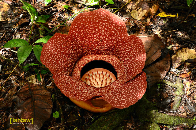 Ranau - Rafflesia