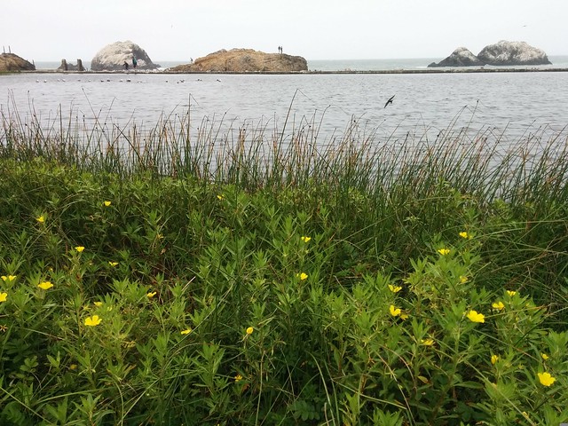 Swallows Swooping over Sutro Baths