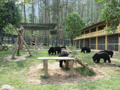 Bears making the most of the new enclosure, VBRC