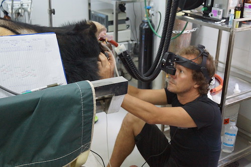 Veterinarian Joost Philippa performs an eye examination on Ti Map