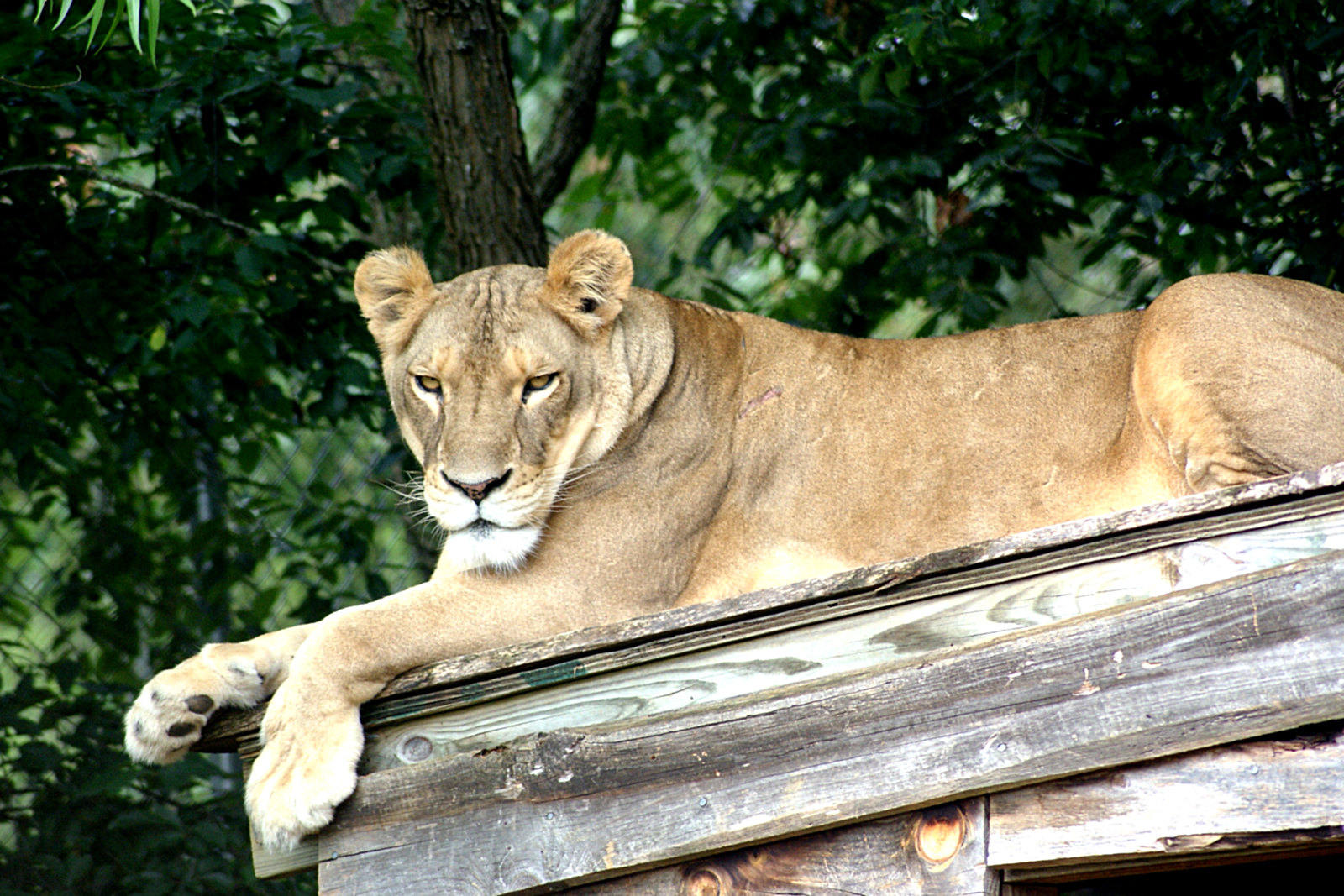 Sheba Lion - Carolina Tiger Rescue