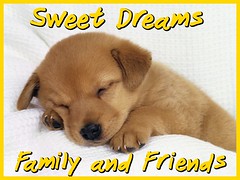 Sweet Dreams cute puppy sleeping