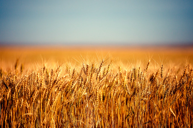 Field of Wheat
