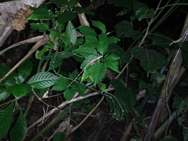 Un lézard dans la jungle du Costa Rica