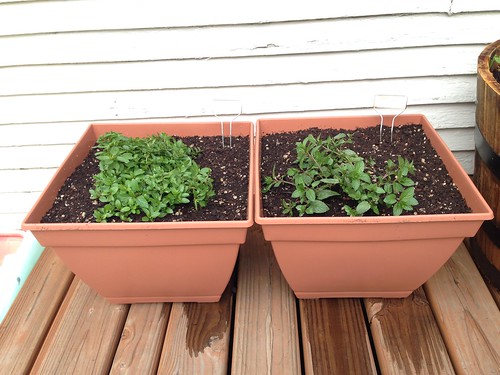Repotted mint. All better.