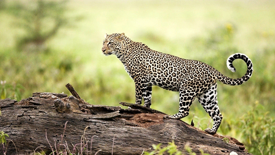 POSE-leopard-queen-4