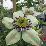 Clematis thinks it's a passion flower