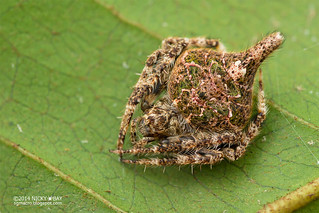 Orb web spider (Eriovixia porcula) - DSC_4594