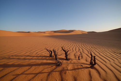 Sahara forest - Ubari | by Gordon Proven