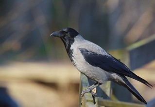 Kråka / Hooded Crow