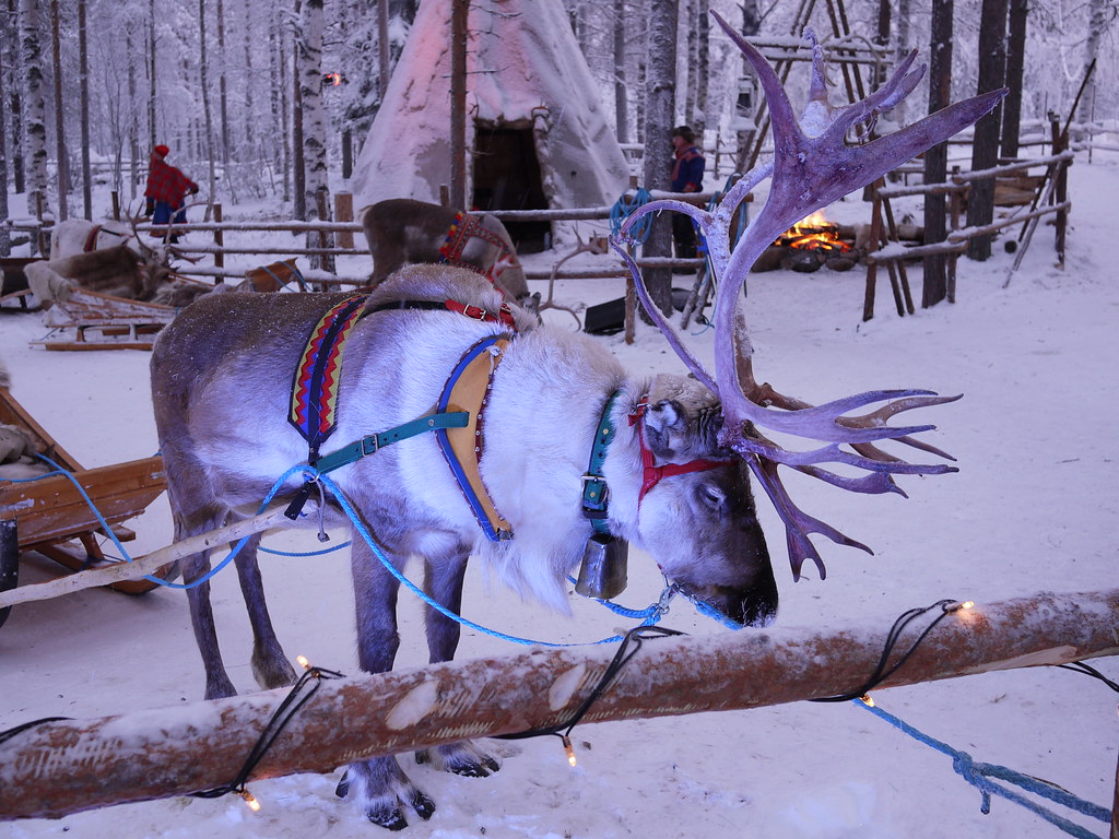 Rovaniemi Finland, Santa Claus Village Reindeer