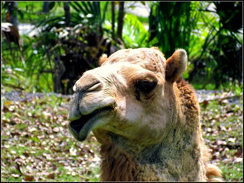 camel smile | cuatrok77 | Flickr