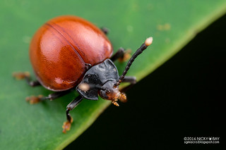 Handsome fungus beetle (Meilichius cf. nigricollis) - DSC_2922