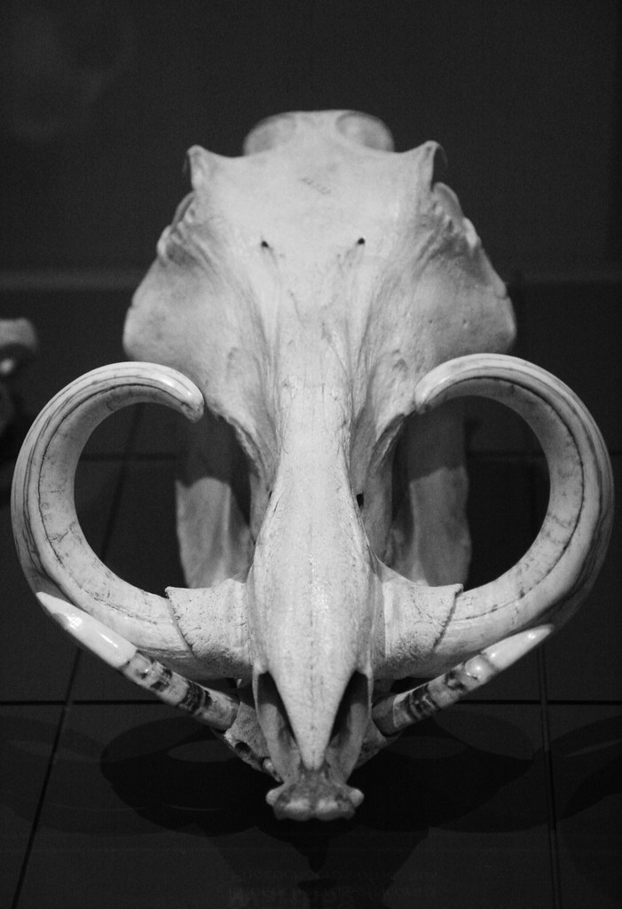 Photos: Warthog & Ram Animal Skulls | Shaire Productions