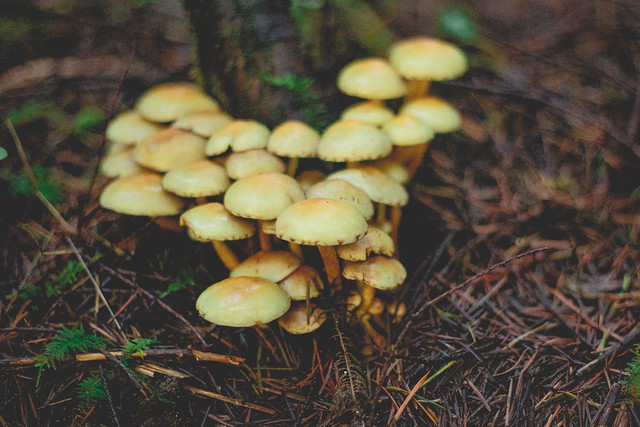 Mushrooms-9931
