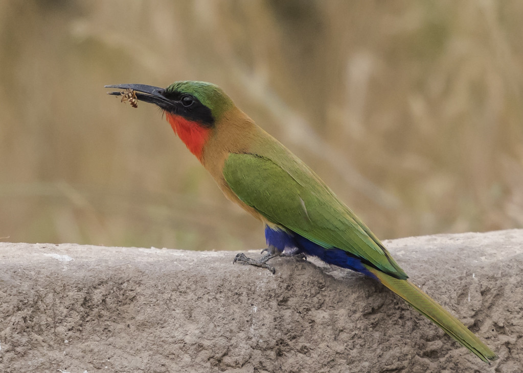 Red-throated Bee-eater-17