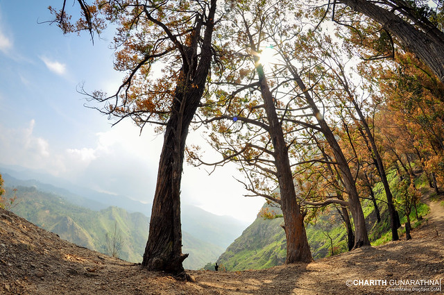 The art of Trees - Ella Rock - Sri Lanka