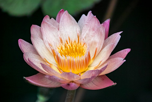 Water lily close