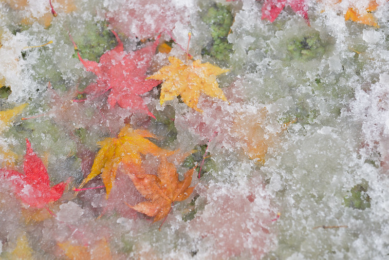 Autumn leaves in snow