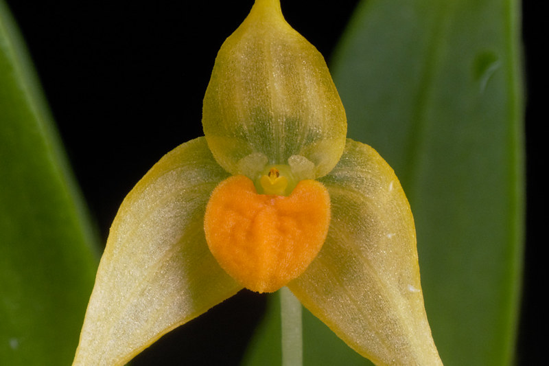 Bulbophyllum ankylochele 30997865091_f70d17dacd_c