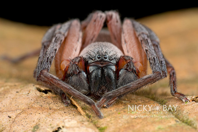 Huntsman Spider (Thelcticopis sp.) - DSC_6690