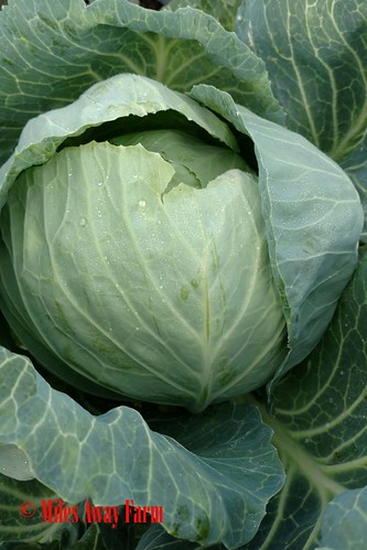 Fall Cabbage