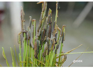 Army caterpillars swarm the paddy. Photo source: AICRP on Biological Control, Jorhat centre, Assam Agricultural University