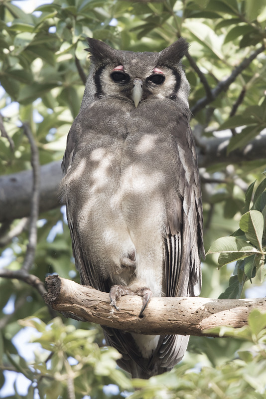 Verraux's Eagle Owl  Gambia 2016