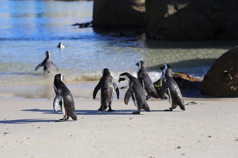 Boulders Beach Penguins South Africa