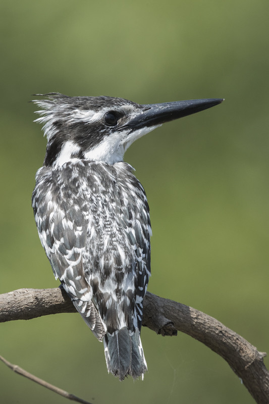 Pied Kingfisher The Gambia 2016-18