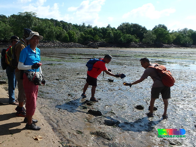 Restore Ubin Mangroves (R.U.M.) Initiative orientation walk for Sea Angel volunteers